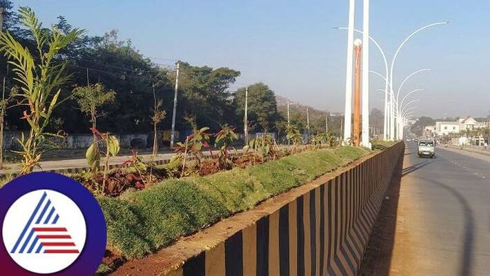 1.80 Crores for Planting Saplings on the Road Divider in Chitradurga grg 1.80 Crores for Planting Saplings on the Road Divider in Chitradurga grg