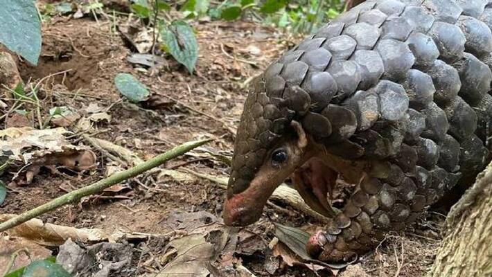 Second Most Trafficked Mammal IFS officer share picture Second Most Trafficked Mammal IFS officer share picture