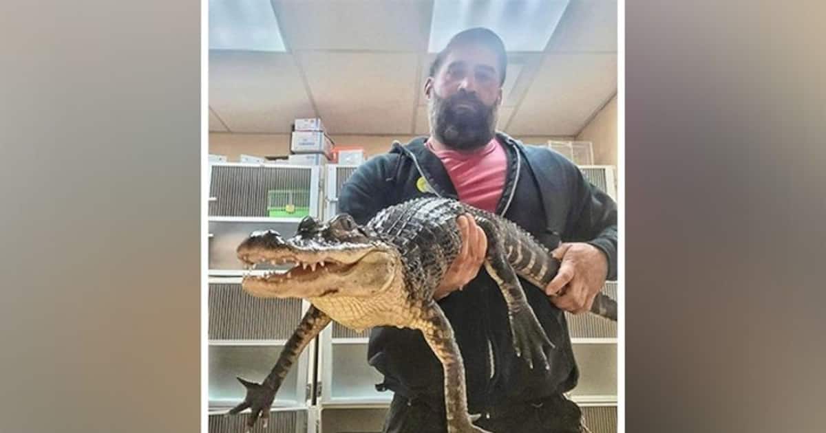 New Jersey Man Finds 3 feet long Alligator In A Plastic Bin Outside new-jersey-man-finds-3-feet-long-alligator-in-a-plastic-bin-outside