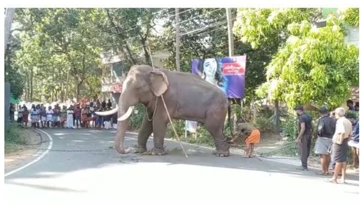 elephant was tamed in guruvayur elephant was tamed in guruvayur