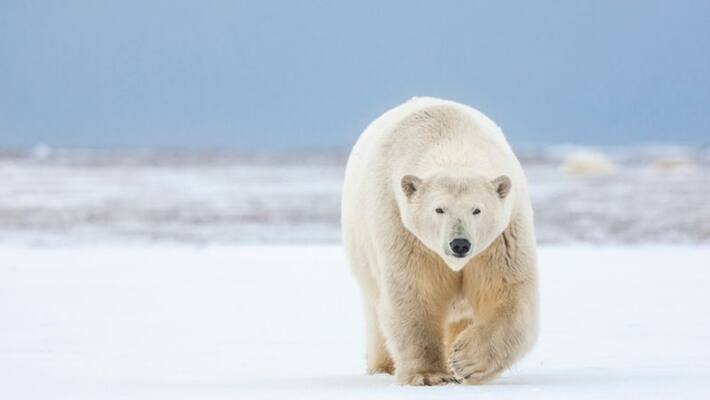 Polar bear kills mother and son in Alaska Polar bear kills mother and son in Alaska