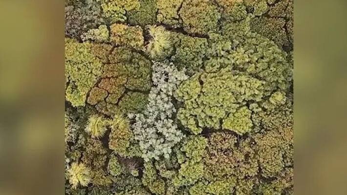 trees keeps distance from each other and netizens says that it is the model for social distancing trees keeps distance from each other and netizens says that it is the model for social distancing