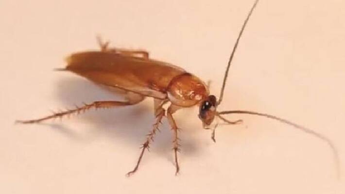 name-a-roach campaign for valentines day name-a-roach campaign for valentines day