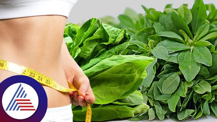 Spinach Or Fenugreek Leaf Which Is More Beneficial For Weight Loss Spinach Or Fenugreek Leaf Which Is More Beneficial For Weight Loss