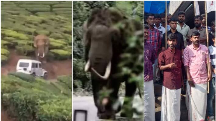 dyfi protest against padayappa elephant case dyfi protest against padayappa elephant case