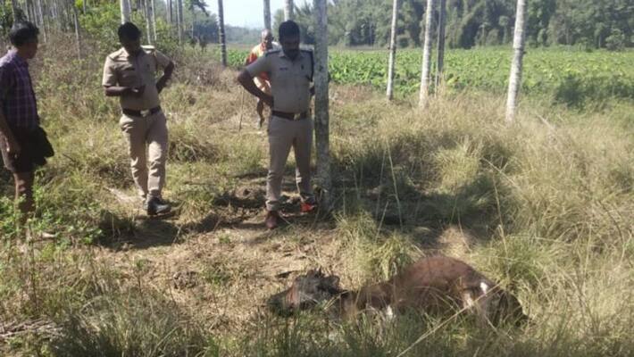tiger attacked cow in wayanad tiger attacked cow in wayanad