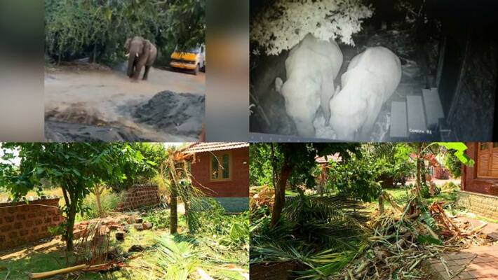 Elephant threat on people at Palakkad Elephant threat on people at Palakkad