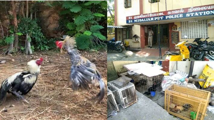 5 fighter hen in police custody at Puthuchery 5 fighter hen in police custody at Puthuchery