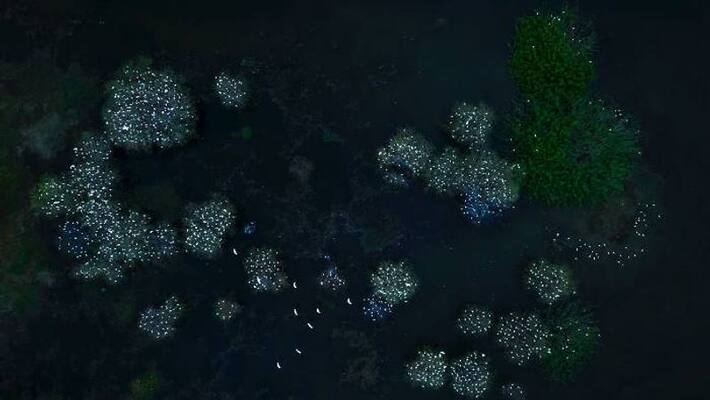 Egrets on tree top stunning pictures viral Egrets on tree top stunning pictures viral
