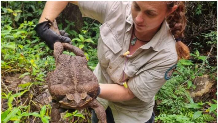 Todzila the Giant cane toad found in Queensland Todzila the Giant cane toad found in Queensland