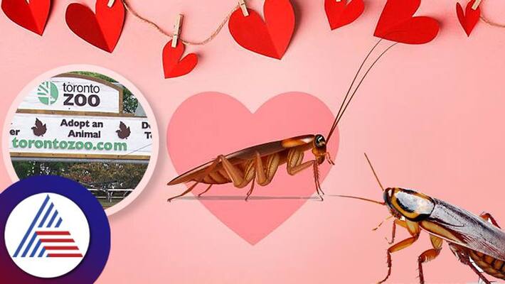 You can name a cockroach after your ex for Valentines Day at this Canada zoo Vin You can name a cockroach after your ex for Valentines Day at this Canada zoo Vin
