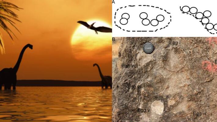 Paleontologists in India have found 92 dinosaur nesting sites and 256 egg fossils Paleontologists in India have found 92 dinosaur nesting sites and 256 egg fossils
