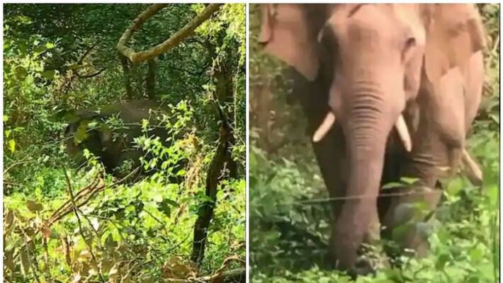 special team ready to catch wild elephant Palakkad Tusker 7 special team ready to catch wild elephant Palakkad Tusker 7