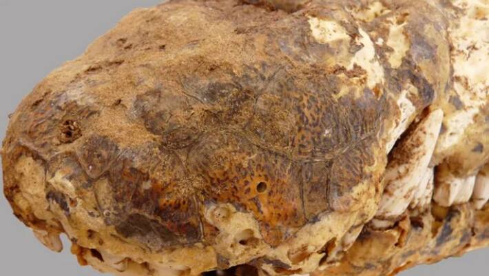 2300 years old mummified crocodiles unearthed in Egypt 2300 years old mummified crocodiles unearthed in Egypt
