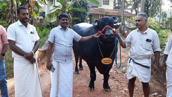 malappuram viral buffalo rajamanikyam birthday celebration malappuram viral buffalo rajamanikyam birthday celebration