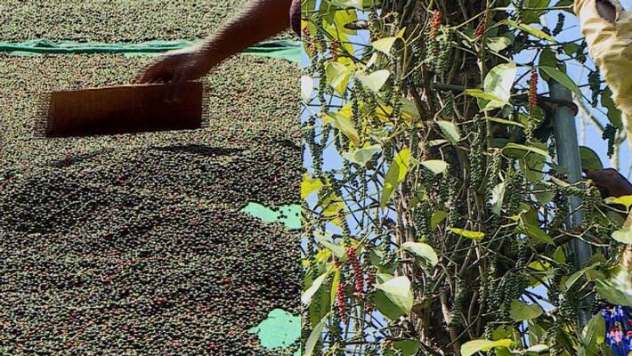 black pepper cultivation hits by climate change and diseases but market got high price for pepper black pepper cultivation hits by climate change and diseases but market got high price for pepper