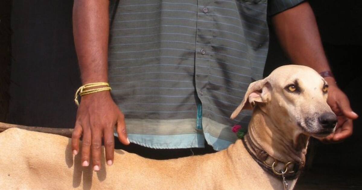 திண்டுக்கல்லில் வளர்ப்பு நாயை நாய் என்று அழைத்த முதியவர் குத்தி கொலை