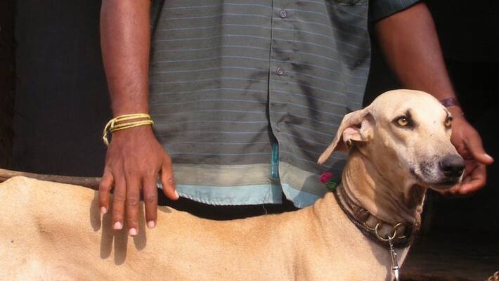 62 year old man killed by neighbours after dispute over pet dog 62 year old man killed by neighbours after dispute over pet dog