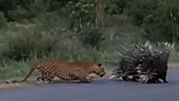 Watch: Porcupines Z Class Security To Save Babies From Leopard Attack Watch: Porcupines Z Class Security To Save Babies From Leopard Attack