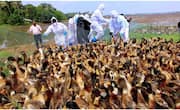 Kerala: Bird flu outbreak in Alappuzha; Mass culling of ducks soon anr