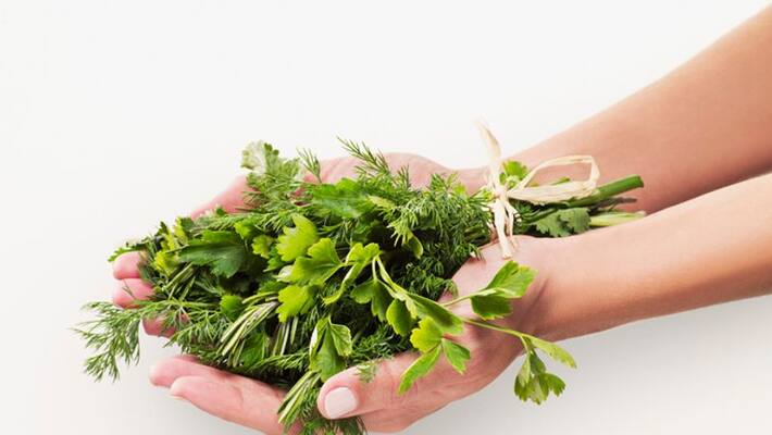 Why some parts of world dubbed Coriander leaves as devils herb Why some parts of world dubbed Coriander leaves as devils herb