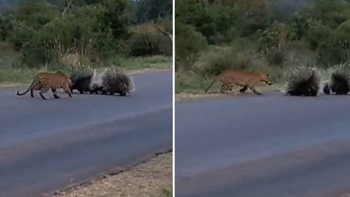leopard trying to catch porcupette but its parents resists leopard trying to catch porcupette but its parents resists