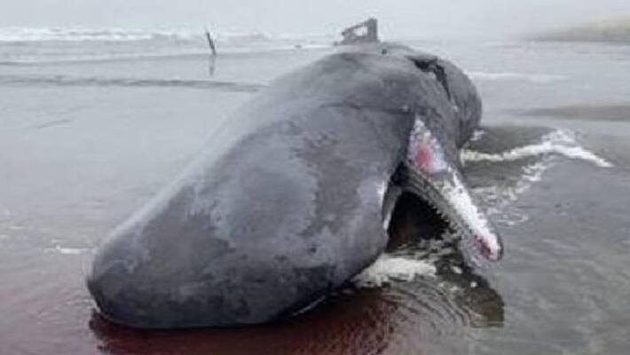 40 ft sperm whale found dead in beach 40 ft sperm whale found dead in beach