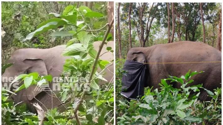 palakkad wild elephant pt seven captured by forest department palakkad wild elephant pt seven captured by forest department