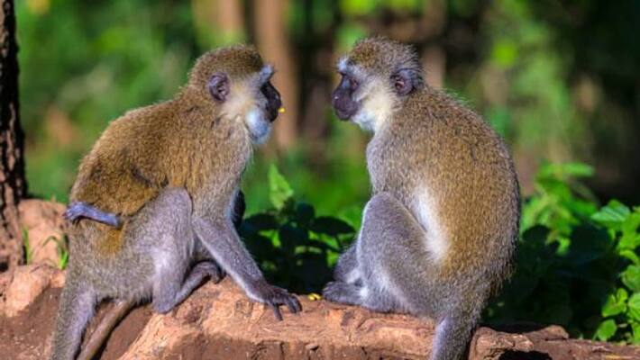 Sint Maarten plans to kill vervet monkeys Sint Maarten plans to kill vervet monkeys