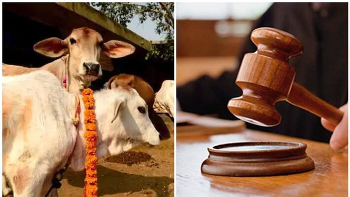Cow Dung Protects From Atomic Radiation Says Gujarat Local Court While Sentencing Youth to Life Cow Dung Protects From Atomic Radiation Says Gujarat Local Court While Sentencing Youth to Life