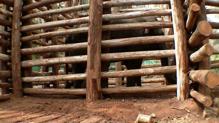 Tusker who terrorised Kerala villages for two years, was captured. Tusker who terrorised Kerala villages for two years, was captured.