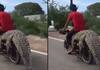 A young man put crocodile on a bike and riding a bike sitting on crocodile akb