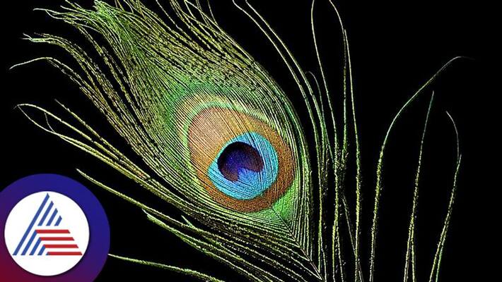 5 Amazing Peacock Feather Remedies for Prosperity skr 5 Amazing Peacock Feather Remedies for Prosperity skr