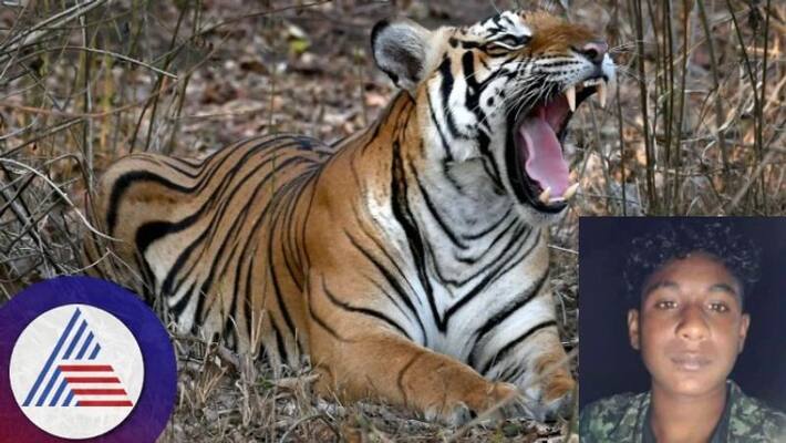 Another youth died of tiger attack HD Kote taluk incident sat Another youth died of tiger attack HD Kote taluk incident sat