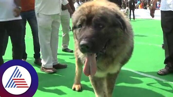 dog show in ballari caucasian shepherd main attraction gvd dog show in ballari caucasian shepherd main attraction gvd