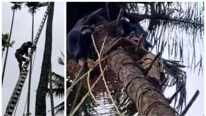worker stuck in coconut climbing machine by two hours worker stuck in coconut climbing machine by two hours