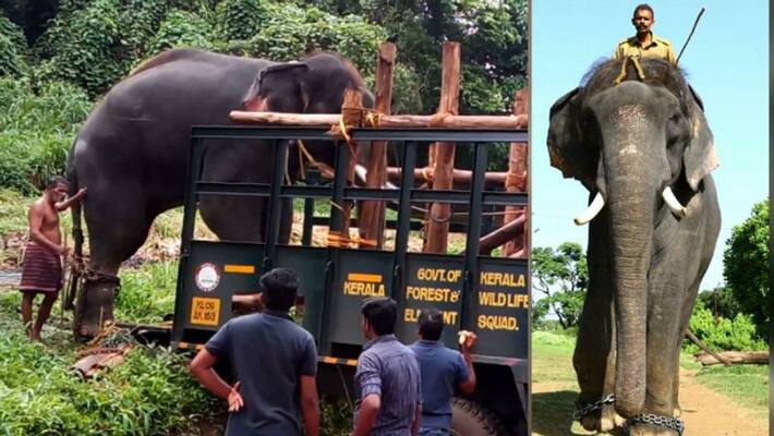 Kumki elephant surendran should be brought back demands Konni people Kumki elephant surendran should be brought back demands Konni people
