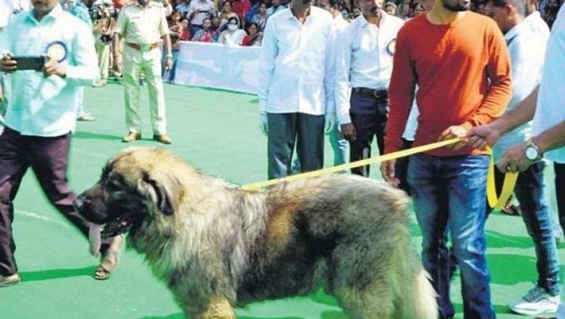 People throng to see Rs 20-crore dog at Ballari Utsav