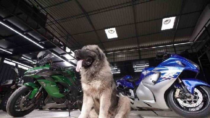 People throng to see Rs 20-crore dog at Ballari Utsav People throng to see Rs 20-crore dog at Ballari Utsav