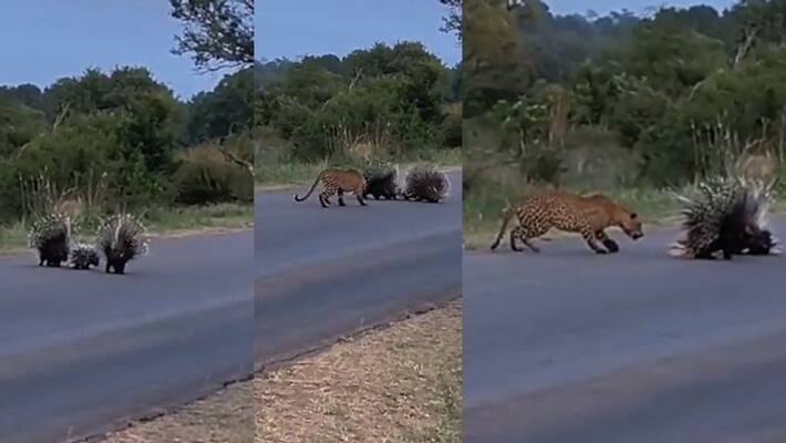 Porcupine saved its babies from leopard attack, rare video of wildlife goes viral akb Porcupine saved its babies from leopard attack, rare video of wildlife goes viral akb