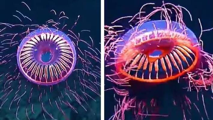 rare jellyfish video went viral rare jellyfish video went viral