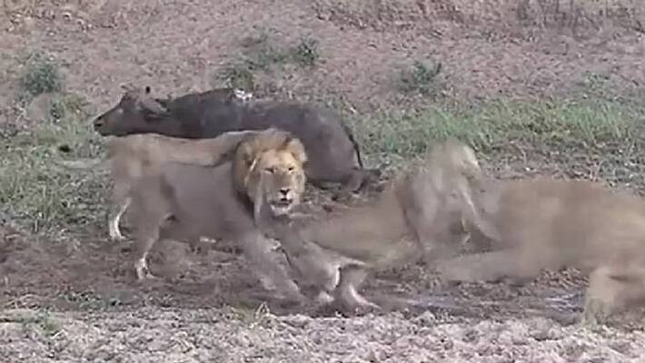 lions hunting water buffalo and started fighting themselves lions hunting water buffalo and started fighting themselves