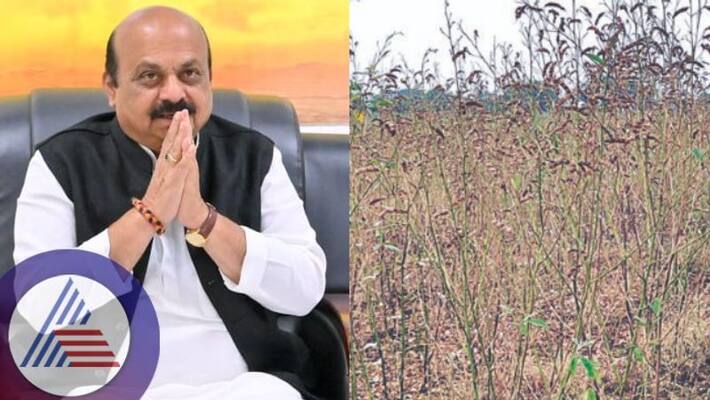 Good news for Red gram growers announcement of relief fund by evening CM Bommai promises sat Good news for Red gram growers announcement of relief fund by evening CM Bommai promises sat
