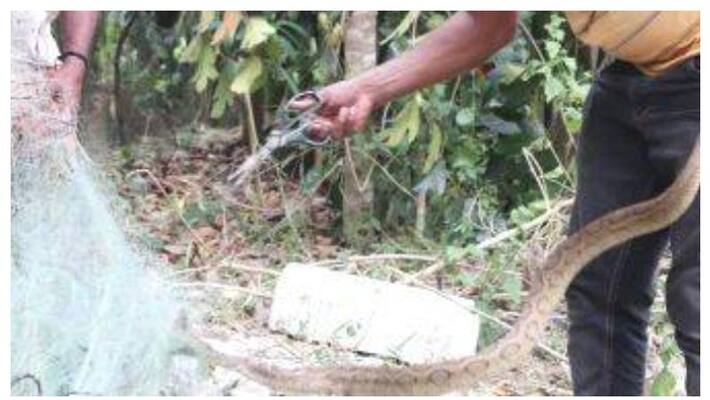 viper trapped in a house in Muhamma was caught viper trapped in a house in Muhamma was caught