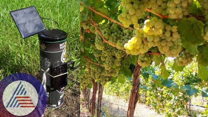 Vijayapura Farmers Found new technic for Grape crop Protection Freedom from bird attack sat Vijayapura Farmers Found new technic for Grape crop Protection Freedom from bird attack sat