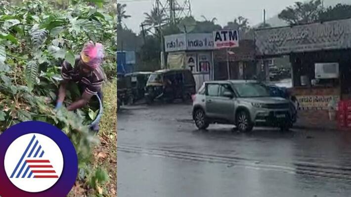 Rain fall in malenadu farmers sad at chikkamagaluru rav Rain fall in malenadu farmers sad at chikkamagaluru rav
