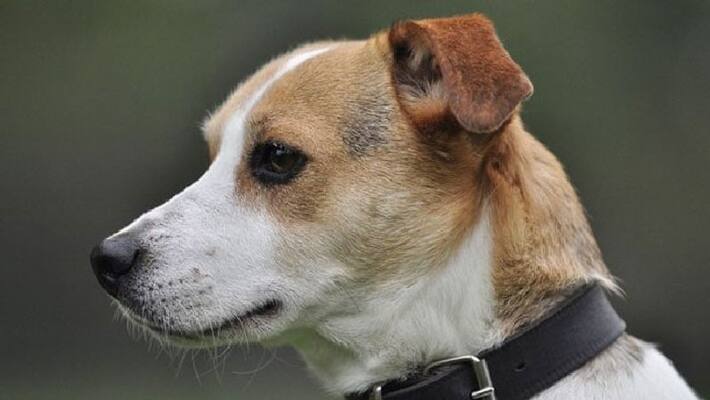 pet dog shoots and kills youth while on hunting trip pet dog shoots and kills youth while on hunting trip