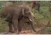 Elephant attack on Yallapur Dandeli route in Uttara Kannada district suh