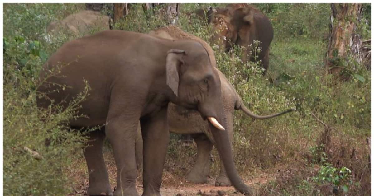 கோவையில் பறவைகள் ஆராய்ச்சி மையத்தில் காட்டு யானை தாக்கி ஆராய்ச்சி மாணவர் பலி