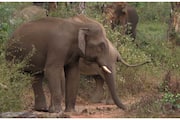 enumeration of wild elephants in kerala, karnataka, tamilnadu and andhra by inter state co-ordination committee starting from may 23